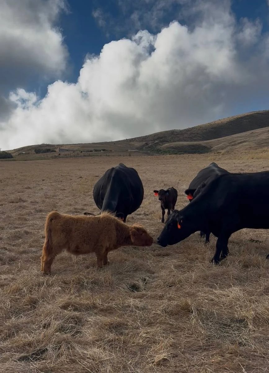 Gibby with cattle friends