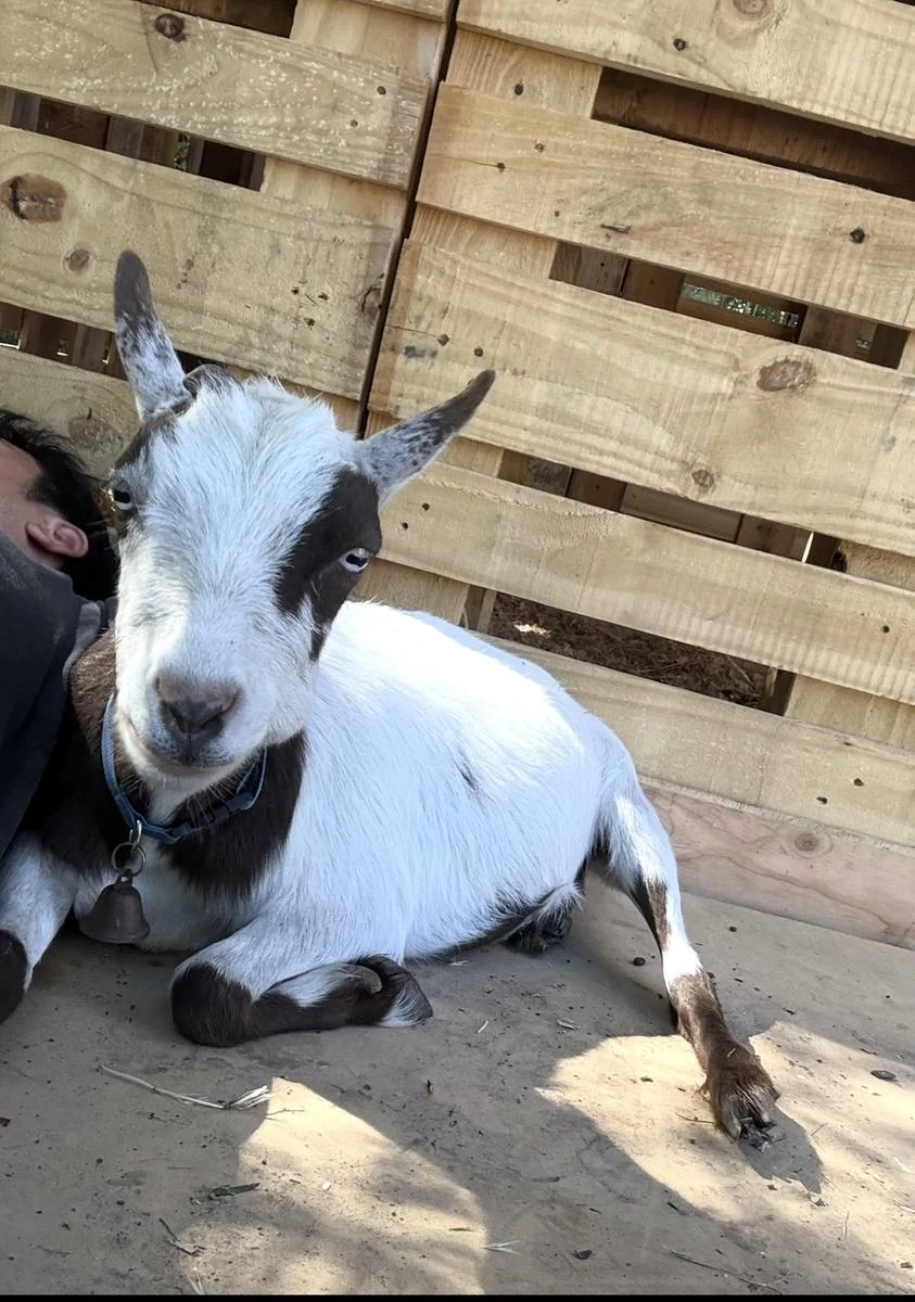 Mini goat buddy