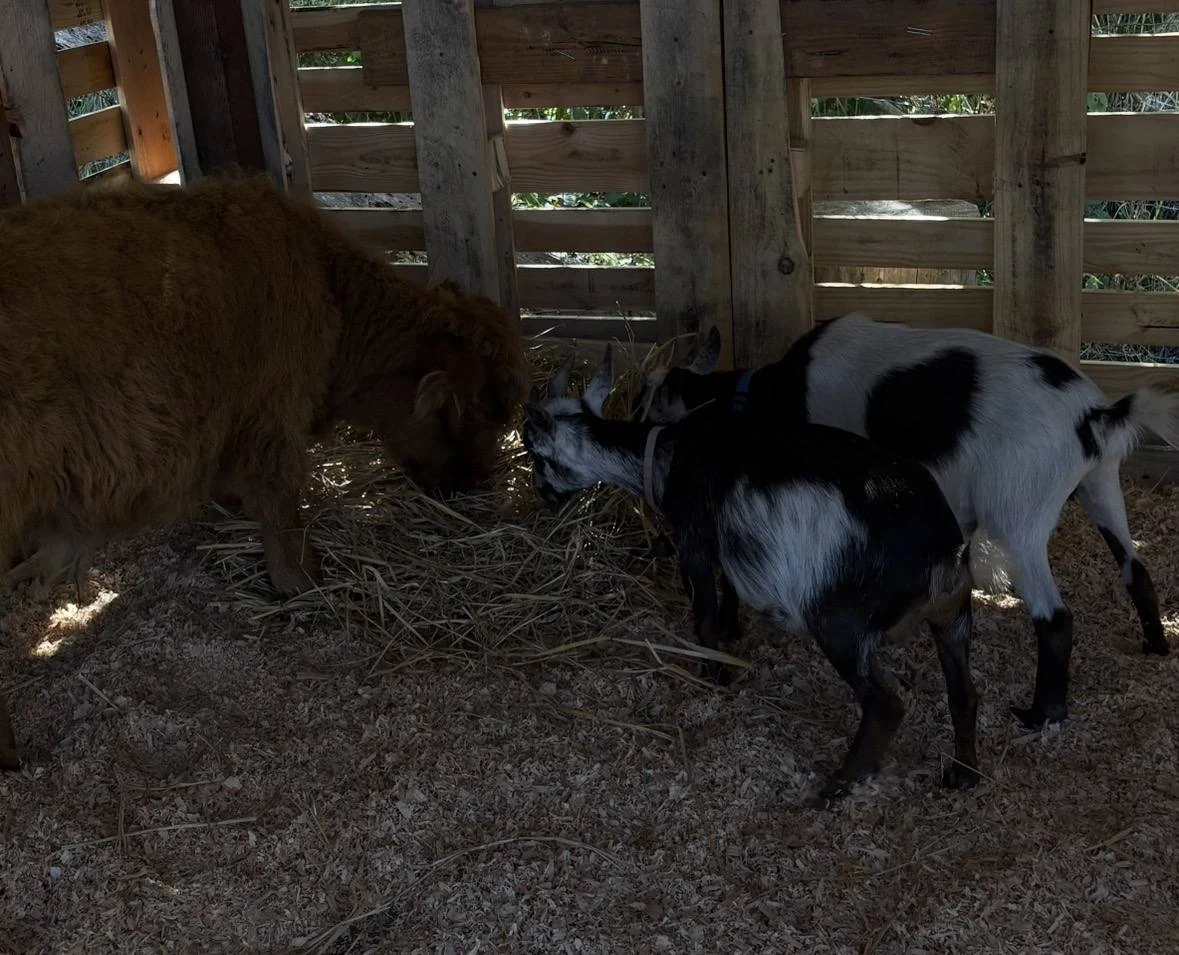 Gibby meeting mini goats