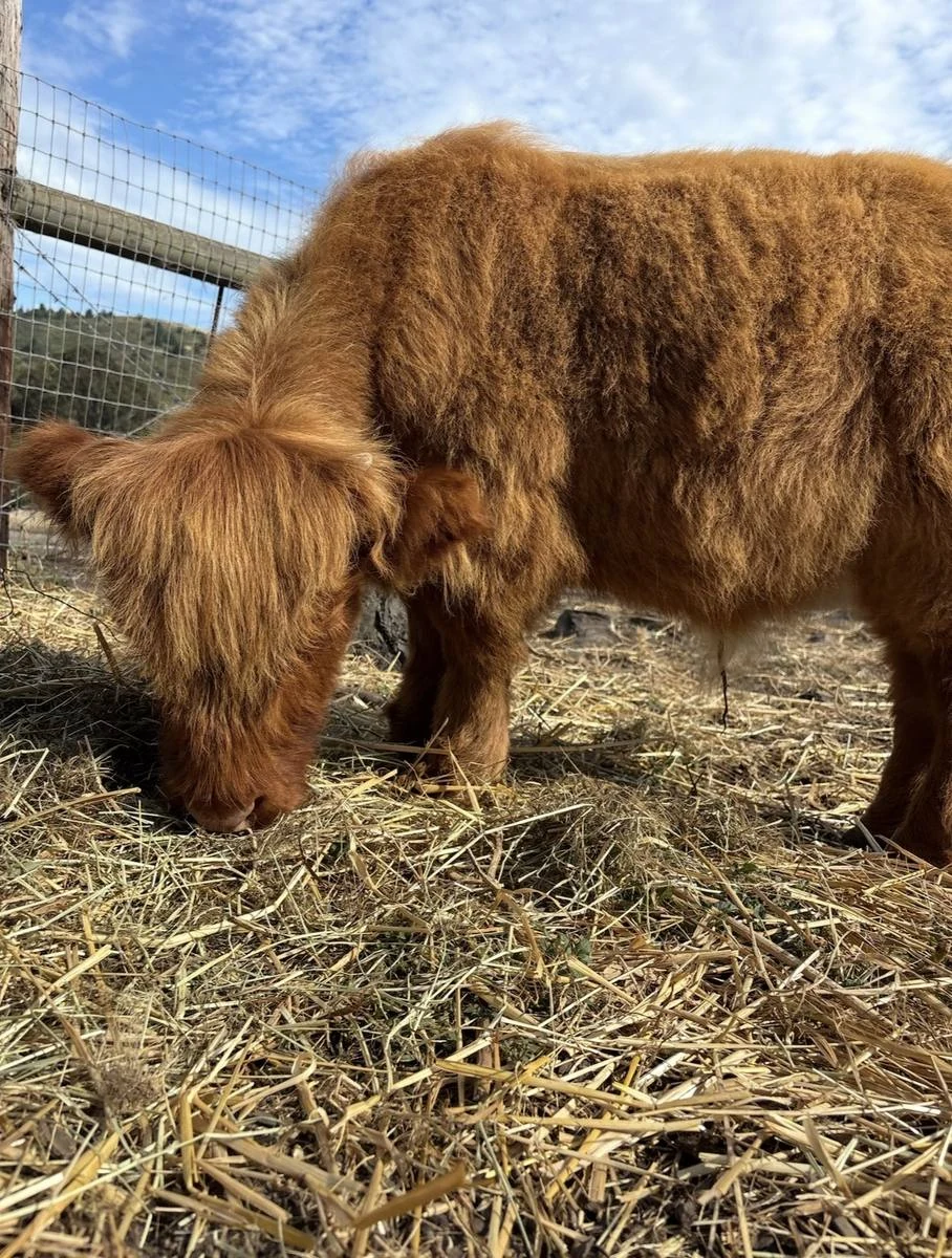 Gibby grazing