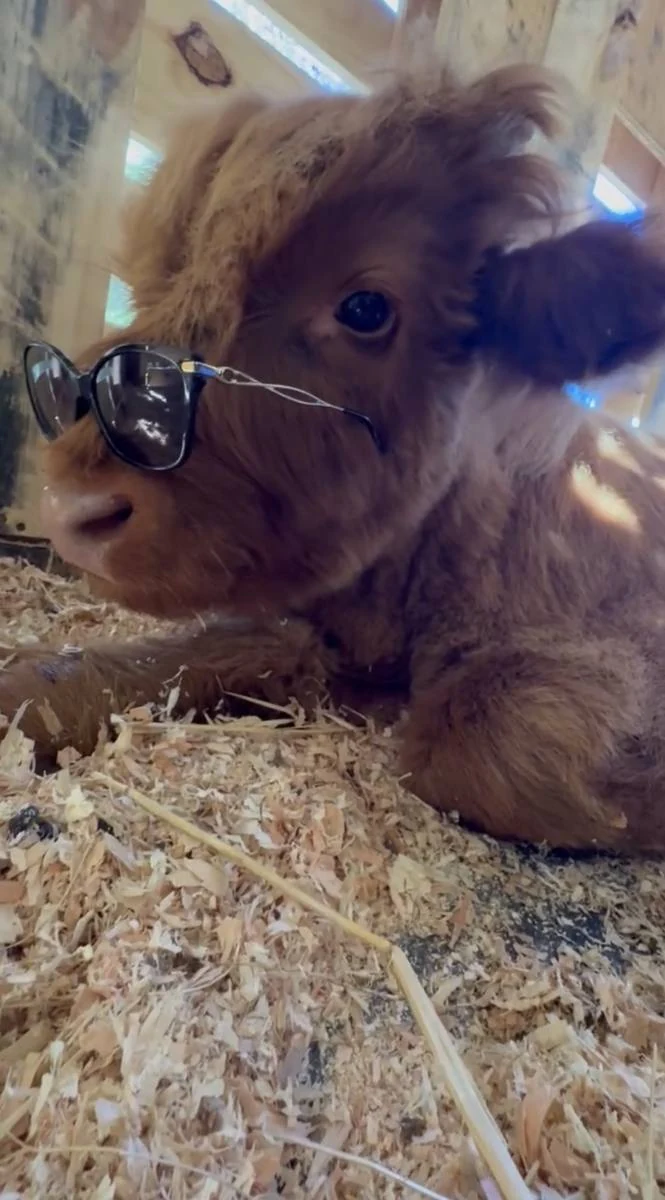 Gibby wearing sunglasses