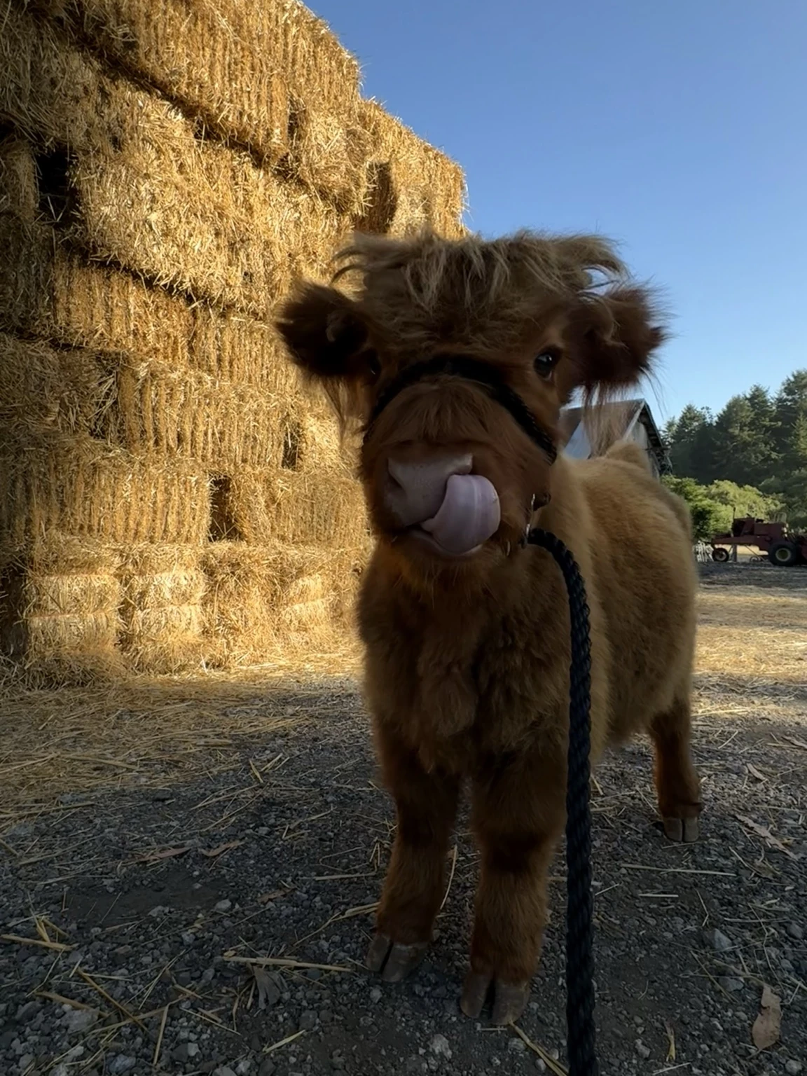 Gibby by stacked hay bales