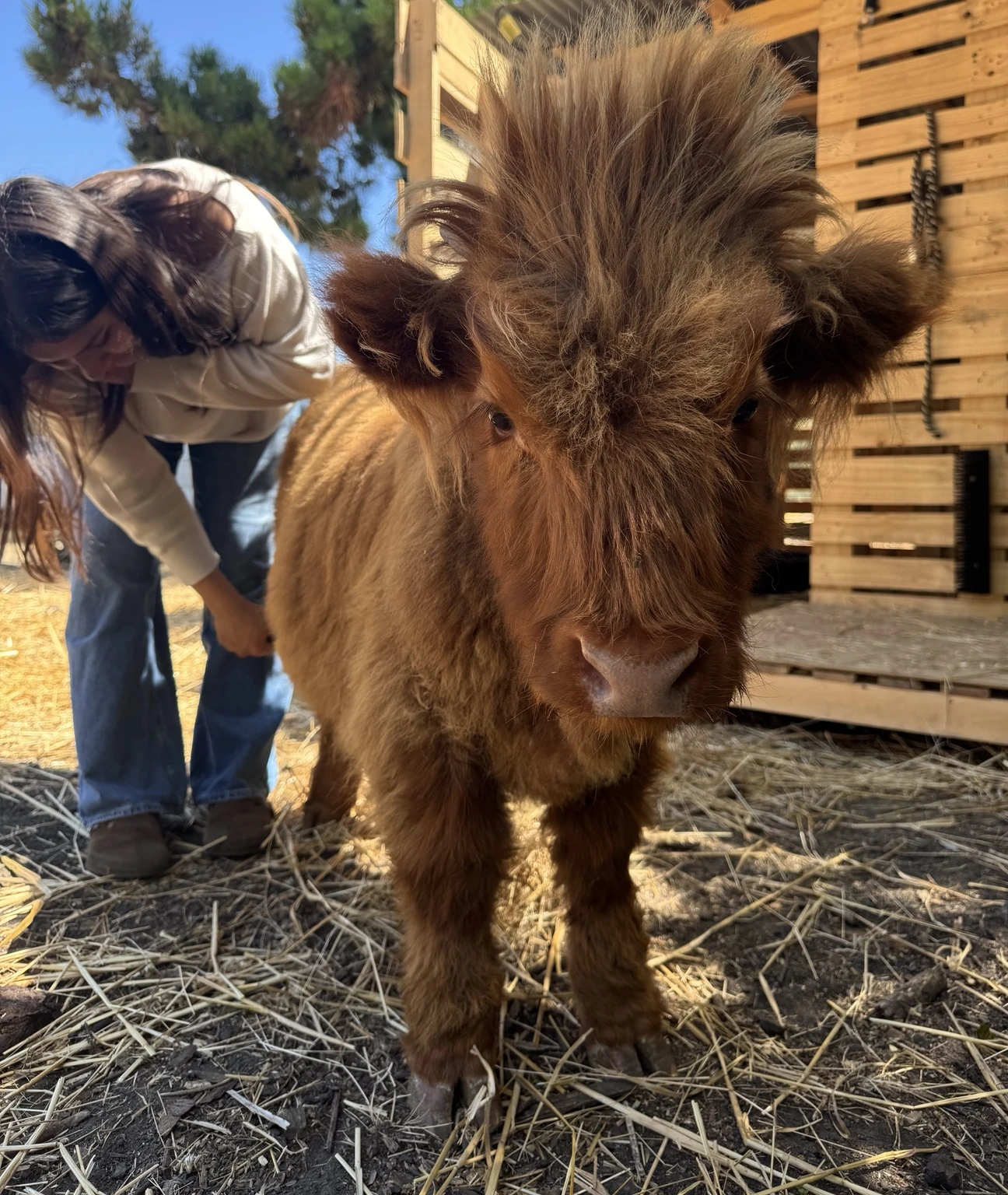 Close portrait of Gibby at the barn