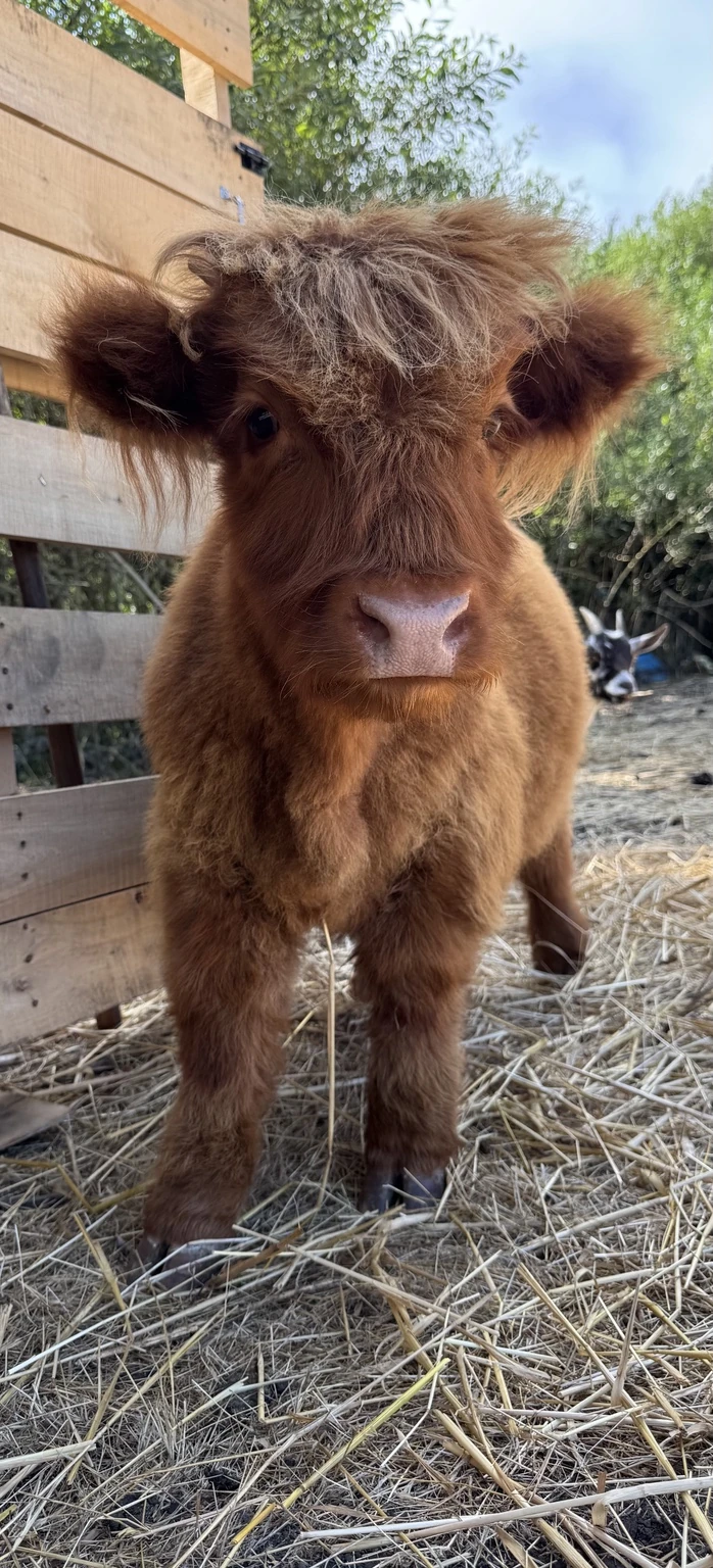 Gibby standing at the barn