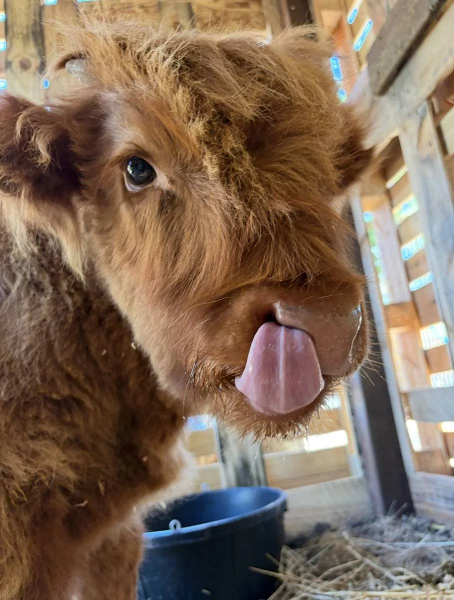 Gibby the mini Scottish Highland