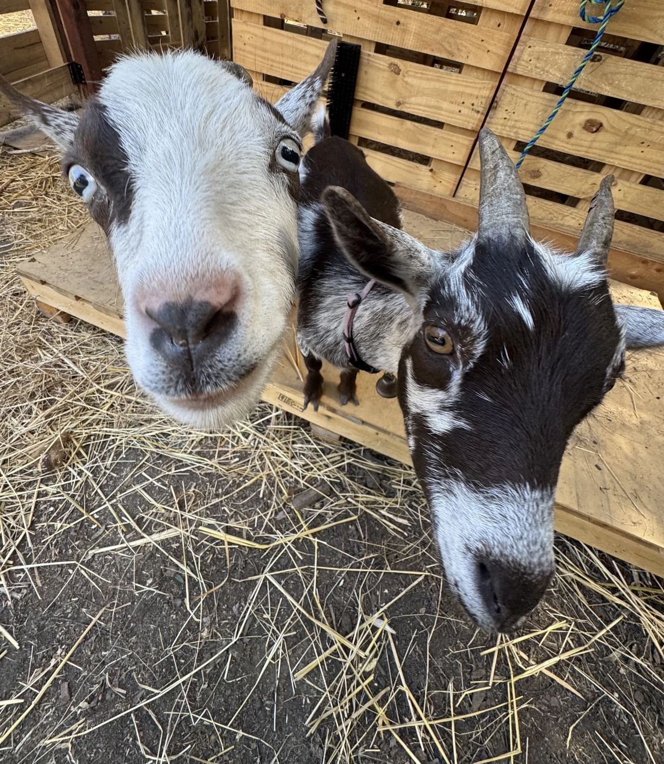 Two mini goat buddies at Casa de Highland Co.